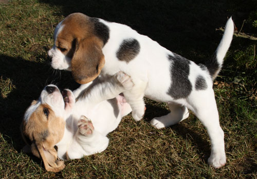 Beaglewelpen beim Spielen